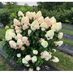 Šluotelinė hortenzija - Hydrangea paniculata Quick Fire Fab ®