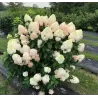 Šluotelinė hortenzija - Hydrangea paniculata Quick Fire Fab ®