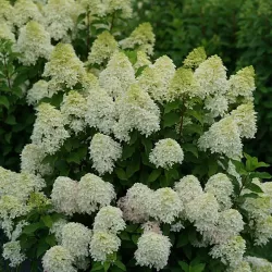 Šluotelinė hortenzija - Hydrangea paniculata Quick Fire Fab ®