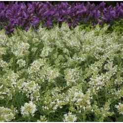 Davido budlėja - Buddleja davidii FREE PETITE SNOW WHITE