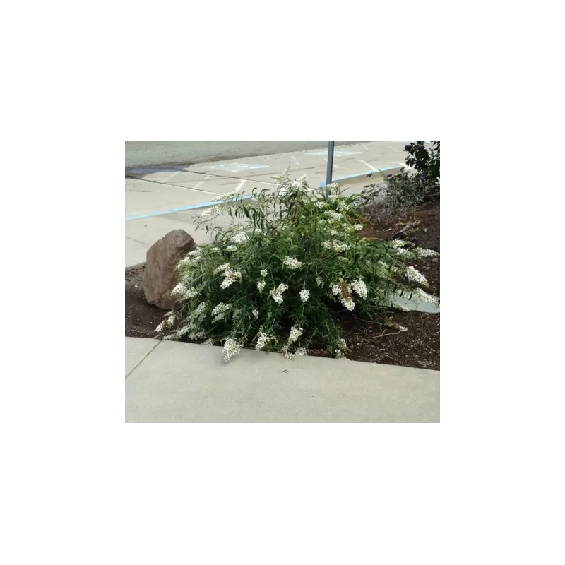 Davido budlėja - Buddleja davidii FREE PETITE SNOW WHITE