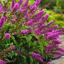 Buddleja davidii FREE PETITE TUTTI FRUITTI
