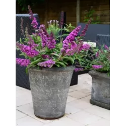Buddleja davidii FREE PETITE TUTTI FRUITTI