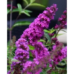 Davido budlėja - Buddleja davidii FREE PETITE TUTTI FRUITTI