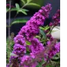 Buddleja davidii FREE PETITE TUTTI FRUITTI