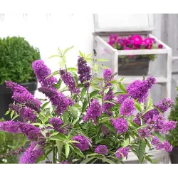 Davido budlėja - Buddleja davidii FREE PETITE TUTTI FRUITTI