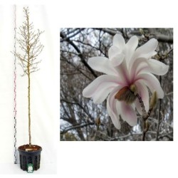 Žvaigždinė magnolija - Magnolia stellata Royal Star 8-10CM...