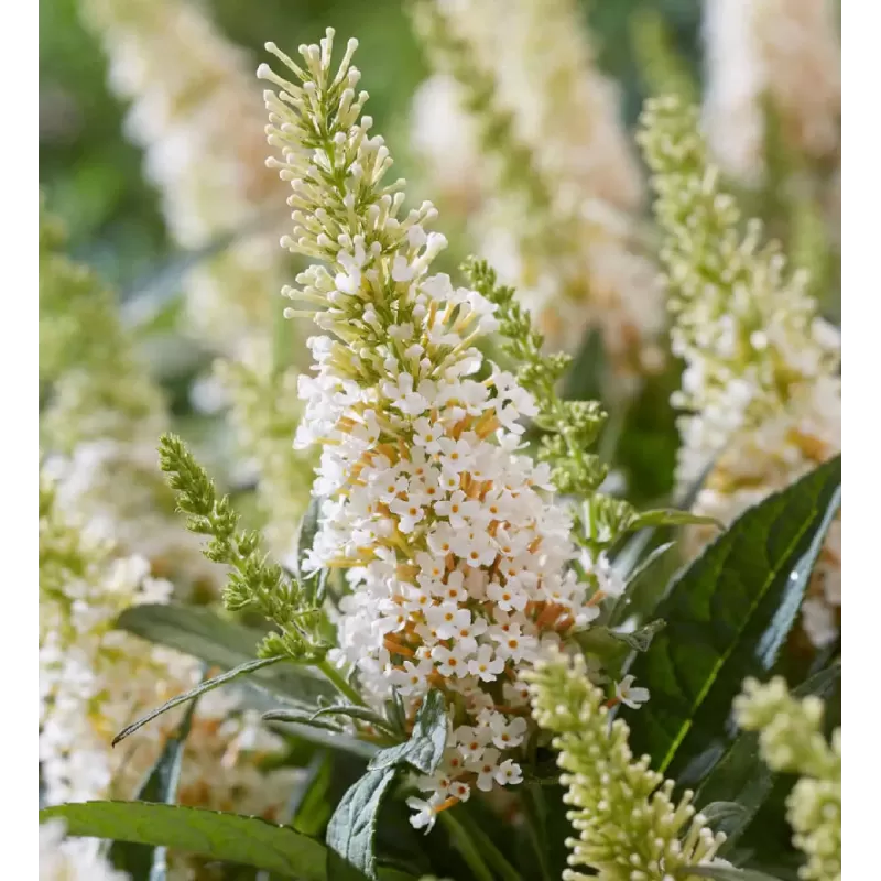 Davido budlėja - Buddleja davidii BUTTERFLY CANDY LITTLE WHITE