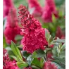 Buddleja davidii BUTTERFLY CANDY LITTLE RUBY