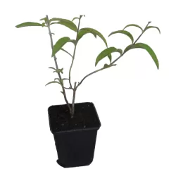 Buddleja davidii BUTTERFLY CANDY LITTLE PURPLE