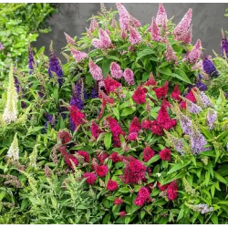 Davido budlėja - Buddleja davidii BUTTERFLY CANDY LITTLE PURPLE