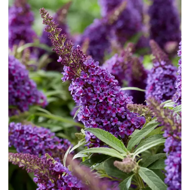 Davido budlėja - Buddleja davidii BUTTERFLY CANDY LITTLE PURPLE