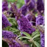 Davido budlėja - Buddleja davidii BUTTERFLY CANDY LITTLE PURPLE