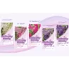 Davido budlėja - Buddleja davidii BUTTERFLY CANDY LITTLE PINK