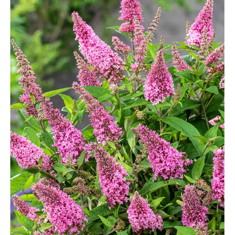 Buddleja davidii BUTTERFLY CANDY LITTLE PINK