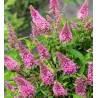 Davido budlėja - Buddleja davidii BUTTERFLY CANDY LITTLE PINK