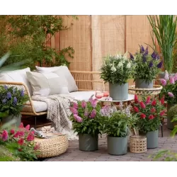 Buddleja davidii BUTTERFLY CANDY LITTLE LILA