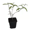Davido budlėja - Buddleja davidii WHITE BALL