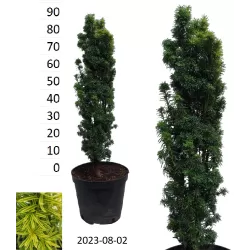 copy of Europinis kukmedis - Taxus baccata Fastigiata Aurea 70-80CM C15 vazone