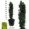 copy of Europinis kukmedis - Taxus baccata Fastigiata Aurea 70-80CM C15 vazone