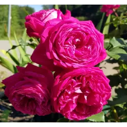 Rosa FREIFRAU CAROLINE