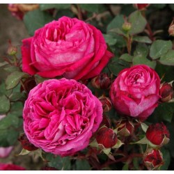 Rožė - Rosa FREIFRAU CAROLINE ®