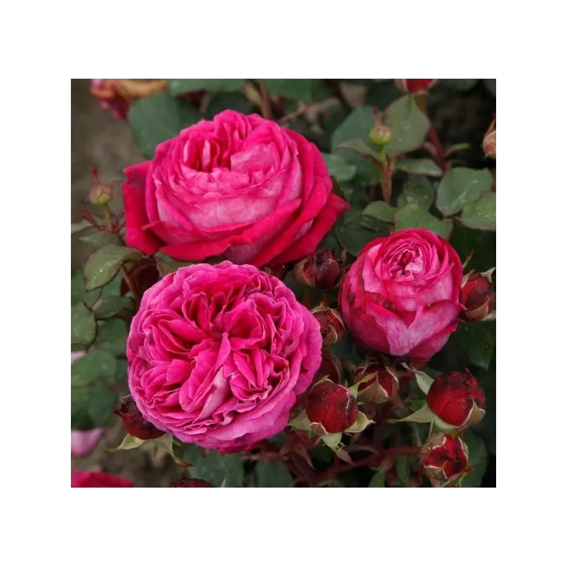 Rožė - Rosa FREIFRAU CAROLINE ® Rožė - Rosa FREIFRAU CAROLINE ®