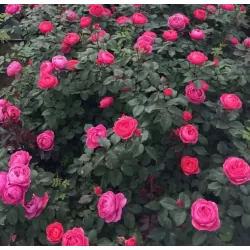 Rosa FREIFRAU CAROLINE