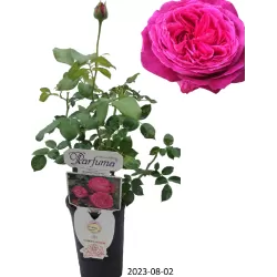 Rosa FREIFRAU CAROLINE