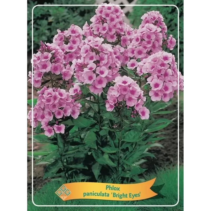 Phlox paniculata BRIGHT EYES