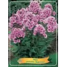 Phlox paniculata BRIGHT EYES