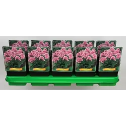 Phlox paniculata BRIGHT EYES