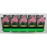 Phlox paniculata BRIGHT EYES