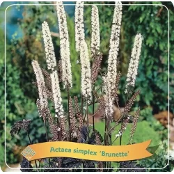 Blakėžudė - Cimicifuga ramosa Brunette