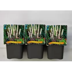 Juodžolė (blakėžudė) - Actaea (cimicifuga) simplex BRUNETTE