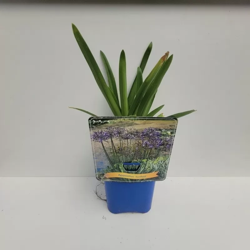 Agapanthus africanus SUNFIELD
