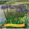 Agapanthus africanus SUNFIELD
