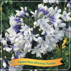 copy of Agapantas - Agapanthus africanus Twister C5