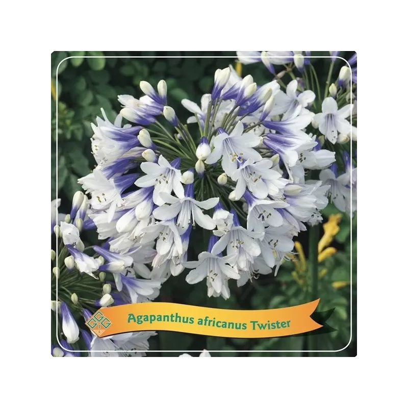 copy of Agapantas - Agapanthus africanus Twister C5