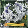 copy of Agapantas - Agapanthus africanus Twister C5