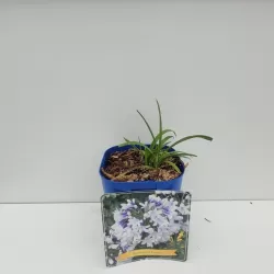 copy of Agapantas - Agapanthus africanus Twister C5