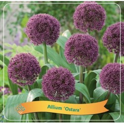 Česnakas - Allium OSTARA
