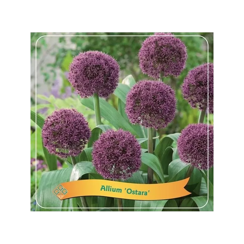 Česnakas - Allium OSTARA