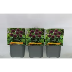 Česnakas - Allium OSTARA