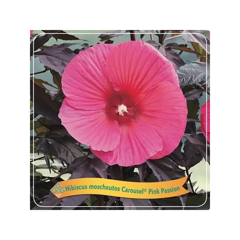 Hibiskas - Hibiscus Carousel ® PINK PASSION