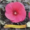 Hibiskas - Hibiscus Carousel ® PINK PASSION