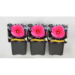 Hibiskas - Hibiscus Carousel ® PINK PASSION