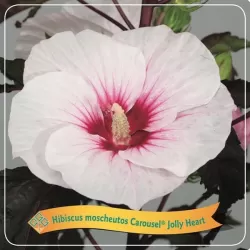 Hibiskas - Hibiscus Carousel ® Jolly Heart