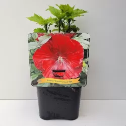 Hibiskas - Hibiscus Cranberry Crush