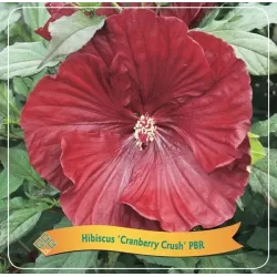 Hibiskas - Hibiscus Cranberry Crush